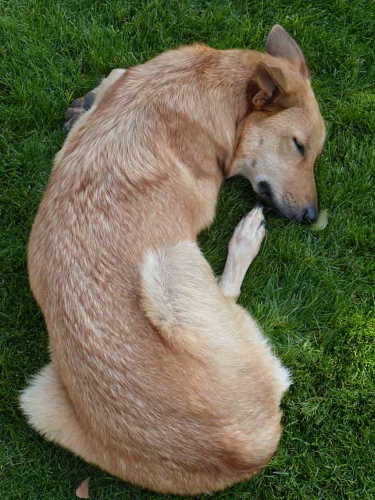 chinook dog